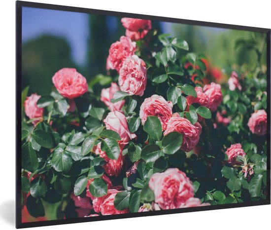 Photo en cadre - Belle rose rose en cadre photo jardin d'été noir 90x60 cm - Affiche sous cadre (Décoration murale salon / chambre)