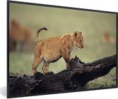 Affiche avec cadre Lion - Tronc d'arbre - Cub - 60x40 cm
