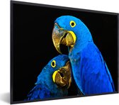 Fotolijst incl. Poster - Papegaai - Vogel - Veren - Blauw - 80x60 cm - Posterlijst