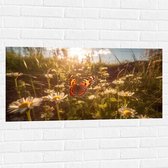 Muursticker - Bloemen - Madeliefjes - Vlinder - Kleuren - 100x50 cm Foto op Muursticker