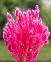 Droogbloemen - Lagurus Ovatus - Hazenstaart - Fuchsia | 70cm | +- 100g | Perfect voor Boeketten, Decoratie, Doopsuiker, Huwelijk & Verjaardagen | Duurzaam en Stijlvol Bloemenarrangement