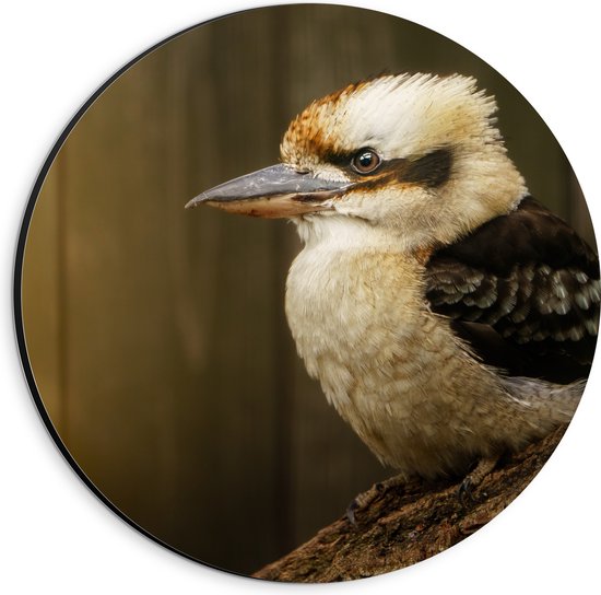 Dibond Muurcirkel - Zijaanzicht van Lachende Kookaburra Vogel op Boomstronk - 20x20 cm Foto op Aluminium Muurcirkel (met ophangsysteem)