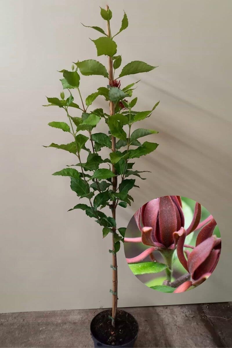 Jonge Meloenboom | Calycanthus floridus | 150-200cm hoogte