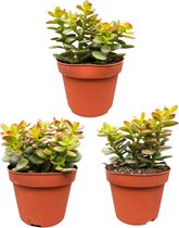 Cactus24- Succulenten- Crassula Minor- 3 Stuks- 12cm Potten- 15-20cm- Hoog- Vetplanten- Kamerplanten