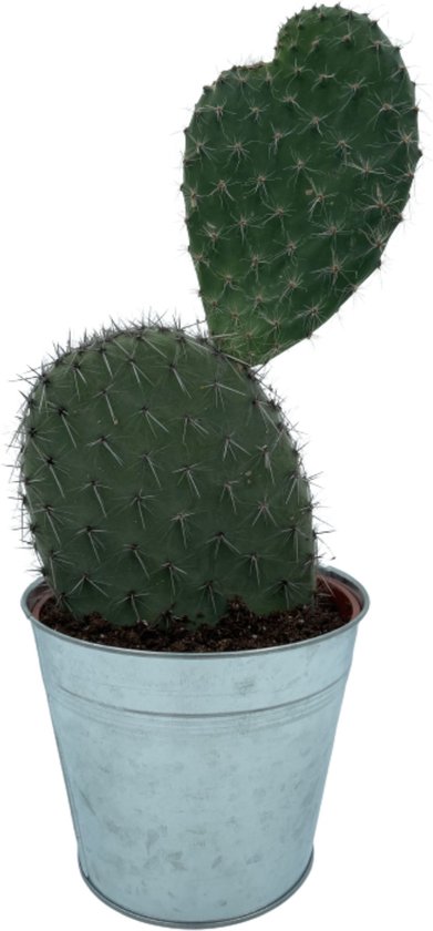 Cactus24- Opuntia Schijfcactus- 18cm Zinken Pot- 30-40cm Hoog- Kamerplant