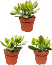 Cactus24- Succulenten- Crassula Ovata- 3 Stuks- 12cm Potten- 15-20cm Hoog- Vetplanten- Kamerplanten