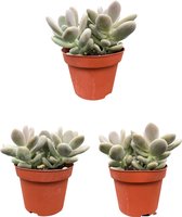 Cactus24- Succulenten- Pachyphytum Oviferum- 3 Stuks- 12cm Potten- 15-20cm Hoog- Vetplanten- Kamerplanten