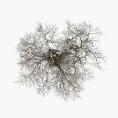 John Metcalfe - Tree (2 LP)