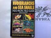 Nudibranchs and Sea Snails