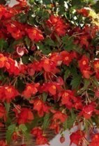 Begonia bertinii