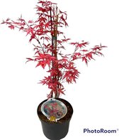 Acer palmatum 'Deshojo' C3 40-50 cm