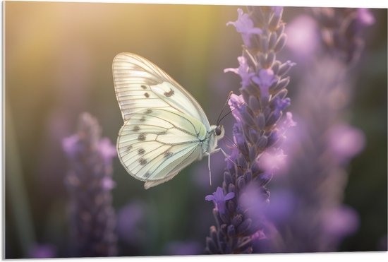 Acrylglas - Insect - Vlinder - Bloem - Lavendel - 90x60 cm Foto op Acrylglas (Wanddecoratie op Acrylaat)