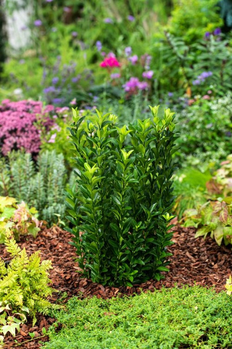 3 stuks | Euonymus japonicus 'Green Spire' C2 25-30 cm - Compacte groei - Geschikt als lage haag - Zeer winterhard