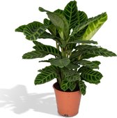 Calathea Zebrina (Pauwenplant) - Kamerplanten - Hoogte: 80cm - Ø19cm