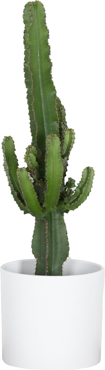 Euphorbia ingens