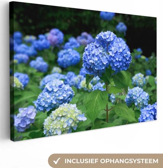 Canvas schilderij 150x100 cm - Wanddecoratie Blauwe hortensia bloemen - Muurdecoratie woonkamer - Slaapkamer decoratie - Kamer accessoires - Schilderijen