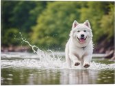 Vlag - Dier - Hond - Wit - Water - Rennen - 40x30 cm Foto op Polyester Vlag