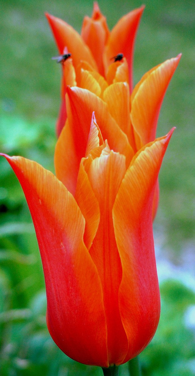 Tulp Ballerina | 10 stuks | Tulpenbollen