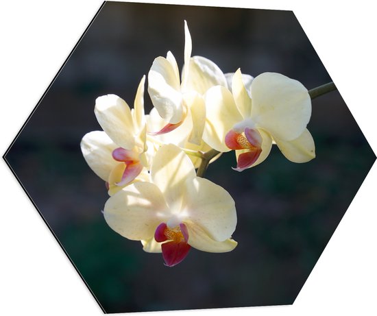 Dibond Hexagon - Witte Orchideeën met Roze Midden Hangend aan een Stengel - Bloemen - 80x69.6 cm Foto op Hexagon (Met Ophangsysteem)