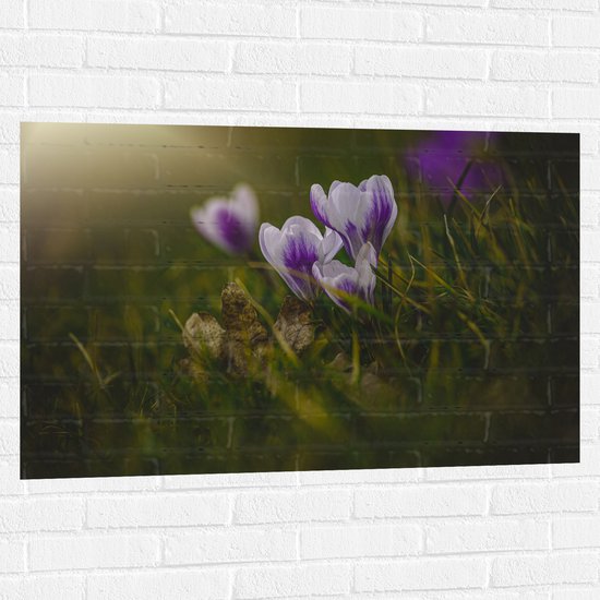 Muursticker - Wit met Paarse Crocus Bloemen in Grasveld - 105x70 cm Foto op Muursticker