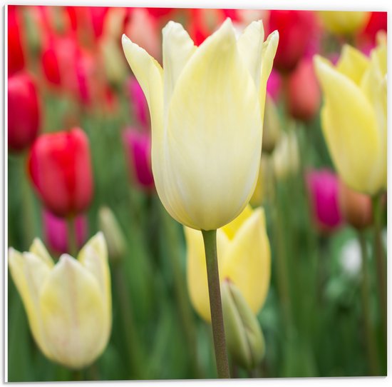 PVC Schuimplaat - Wit gekleurde tulpen met andere kleuren op de achtergrond - Bloemen - 50x50 cm Foto op PVC Schuimplaat (Met Ophangsysteem)