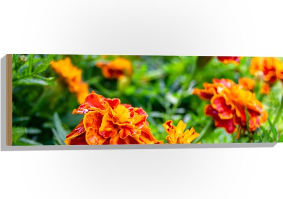 Hout - Rood met Oranje Tagetes Erecta Bloemen in Grasveld - 90x30 cm - 9 mm dik - Foto op Hout (Met Ophangsysteem)