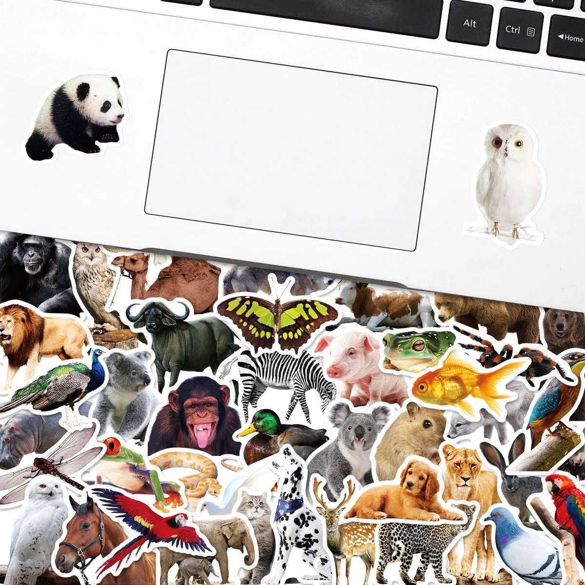 Dieren Stickers 50 Stuks | Animals Stickers | Dierentuin Dieren | Aap | Vlinder | Leeuw | Panda | Vis | Kameel | Laptop Stickers | Stickers Kinderen en Volwassenen | Stickervellen | Plakstickers | Koffer Stickers | Stickers Bullet Journal en Planner — afbeelding 5
