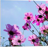 Acrylglas - Paarse Cosmea Bloemen met Heldere Lucht als Achtergrond - 50x50 cm Foto op Acrylglas (Met Ophangsysteem)