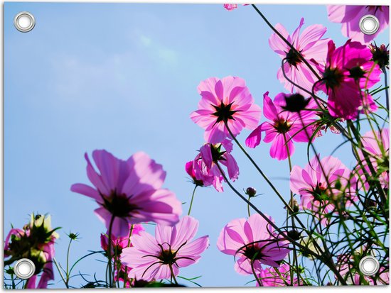 Tuinposter – Paarse Cosmea Bloemen met Heldere Lucht als Achtergrond - 40x30 cm Foto op Tuinposter (wanddecoratie voor buiten en binnen)