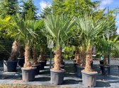 Sunnytree - Palmier - Trachycarpus fortunei - Palmier rustique d'extérieur - Hauteur : 150 cm