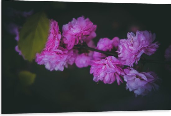 Dibond - Roze en Paarse Pioenrozen met Donkere Achtergrond - Bloemen - 105x70 cm Foto op Aluminium (Met Ophangsysteem)