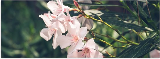 Poster Glanzend – Licht Roze Oleander Bloemen Tussen Donker Groene Takken en Bladeren - 60x20 cm Foto op Posterpapier met Glanzende Afwerking
