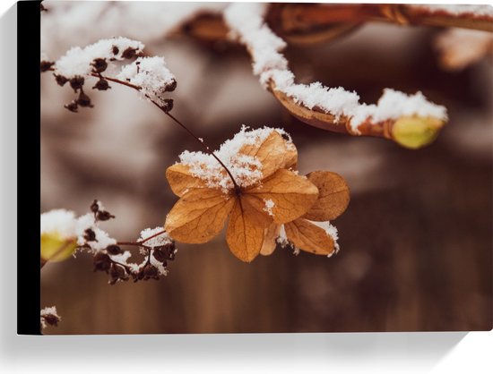 Canvas - Oranje Afstervende Bloem Hangend aan Tak met Sneew erover - 40x30 cm Foto op Canvas Schilderij (Wanddecoratie op Canvas)