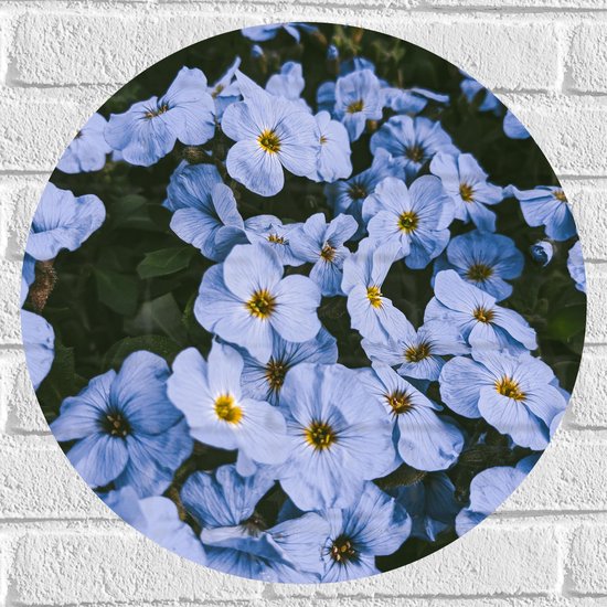 Muursticker Cirkel - Vergeet me nietjes bloemen blauw met gele binnenkant - 50x50 cm Foto op Muursticker