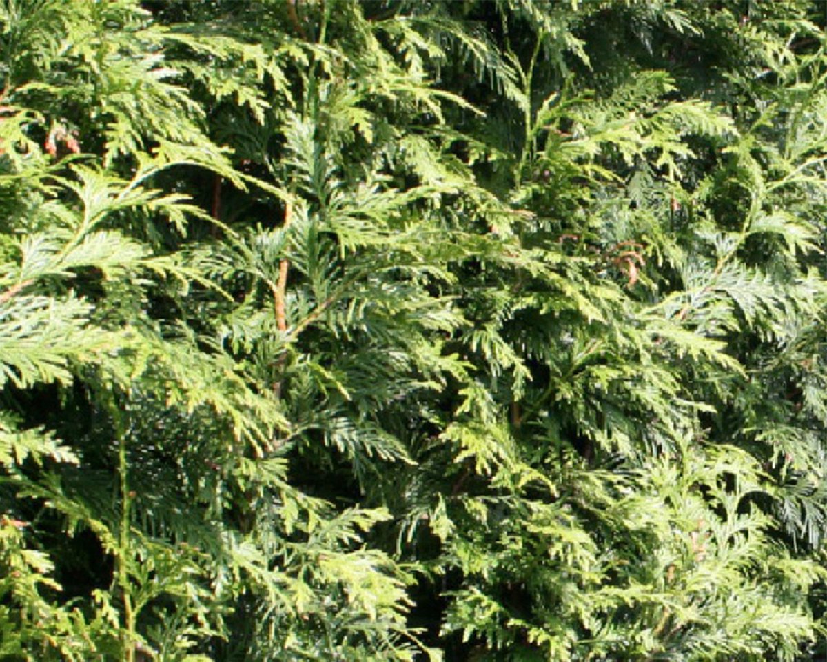 18 stuks | Thuja 'Excelsa' P9-tray - Compacte groei - Geurend - Snelle groeier - Weinig onderhoud - Zeer winterhard