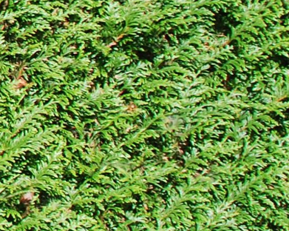 18 stuks | Thuja 'Atrovirens' P9-tray - Snel zichtdicht - Zeer winterhard - Snelle groeier