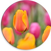 Dibond Muurcirkel - Roze en Oranje Tulpen in een Tulpenveld - Bloemen - 50x50 cm Foto op Aluminium Muurcirkel (met ophangsysteem)