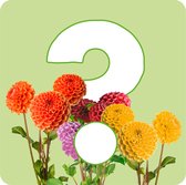 The Bulb Farmers - 15 x Dahlia - 'Favorites' - verrassingspakket - 2024 - bloembollen direct van de kweker - zomerbloeier - bolmaat 1 (meest geschikte maat voor in de tuin) - Thuiswinkel waarborg