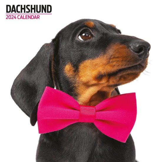 Deutscher Schäferhund Kalender 2024 – Monatskalender Mit Hochwertigen Fotos, Wandkalender Für Hundeliebhaber