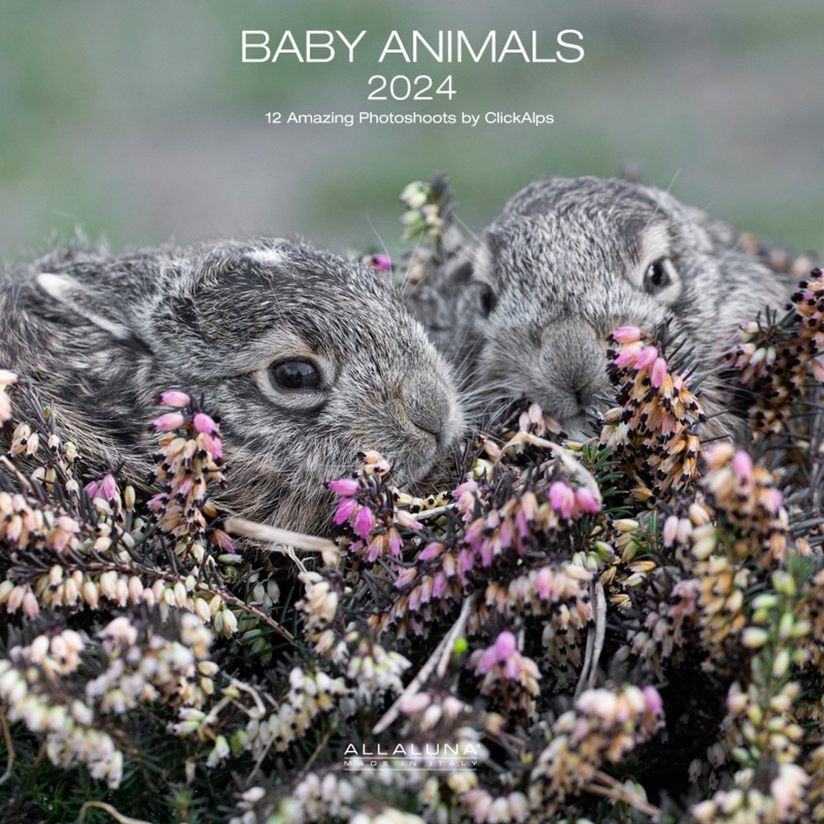 Baby Animals Kalender 2024