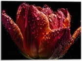 Dibond - Druppels op Gedroogde Tulp tegen Zwarte Achtergrond - 40x30 cm Foto op Aluminium (Wanddecoratie van metaal)