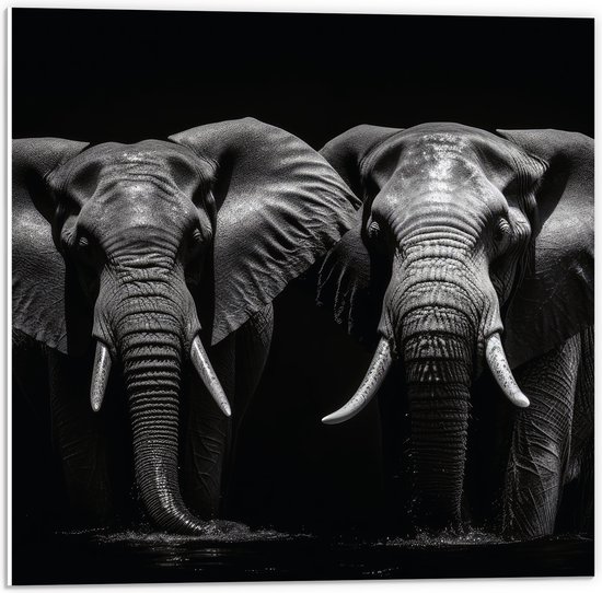 PVC Schuimplaat - Portretfoto van Duo Olifanten voor Zwarte Achtergrond (Zwart-wit) - 50x50 cm Foto op PVC Schuimplaat (Met Ophangsysteem)