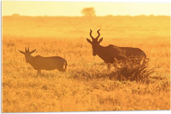 Acrylglas - Antilopes over het Droge Landschap van Afrika - 75x50 cm Foto op Acrylglas (Wanddecoratie op Acrylaat)