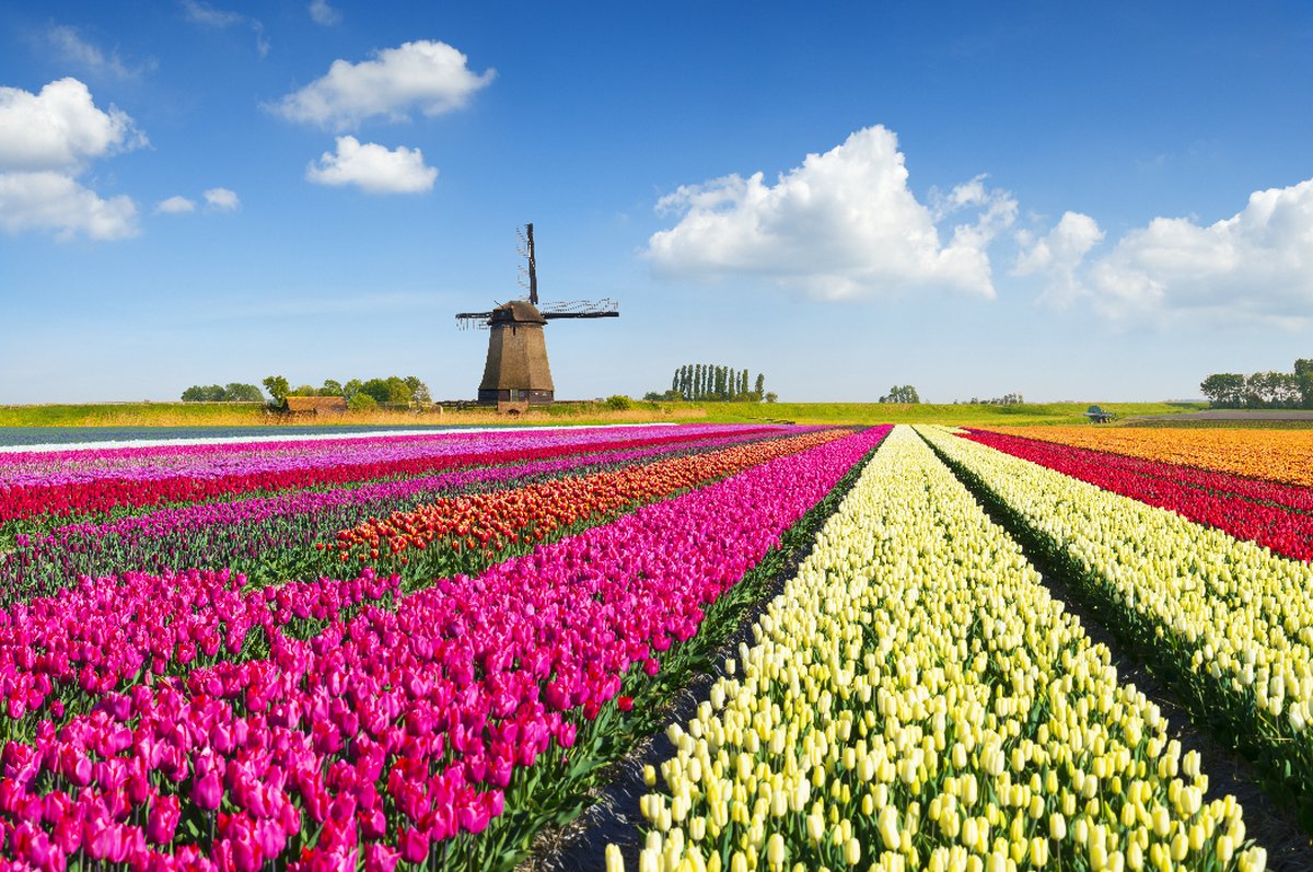 Diamond painting met accessoires | Fotofabriek Diamond Painting 30x40| | Inclusief accessoires | Diamond painting volwassenen | Bloemen, Landschap
