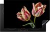 Tulpen - Roze