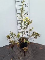 3 stuks | Potentilla fruticosa 'Primrose Beauty' C1.5 20-25 cm