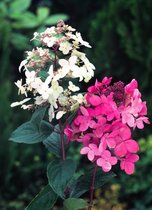 1 stuk(s) | Hydrangea paniculata 'Pink Diamond' C3 40-60 cm