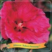 1 stuk(s) | Hibiscus 'Robert Fleming' C5 cm (Altheastruik)