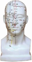 Acupunctuur model van het hoofd incl. acupunctuurpunten en meridianen - 20 cm