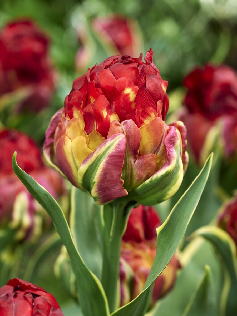8x Tulpen 'Ice cream sorbet' - BULBi® Bloembollen met bloeigarantie